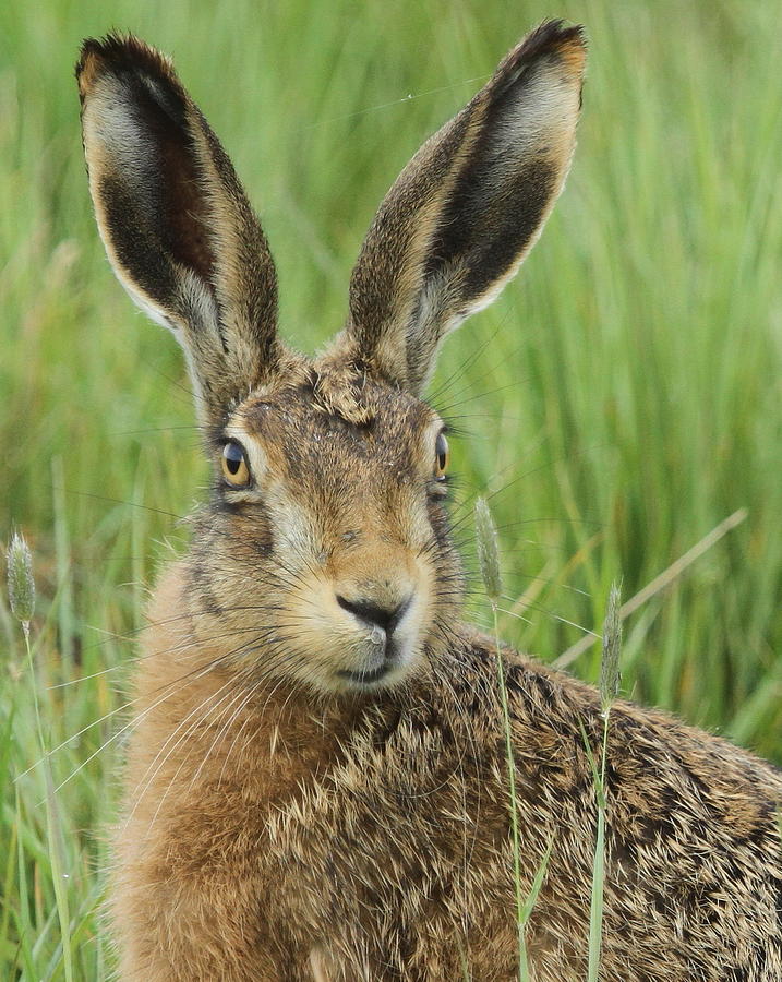 Brown Hare Lepus Europaeus Photograph by Sandra Standbridge