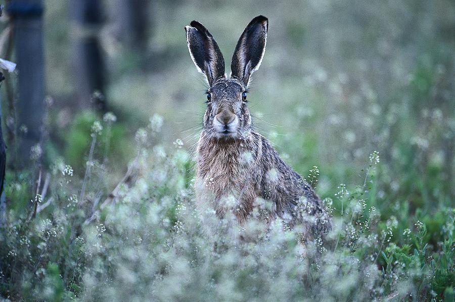 Brown Hare Digital Art by Oliver Giel