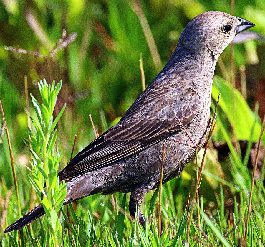 Download Brown Headed Cowbird Photograph by Rob Wallace Images