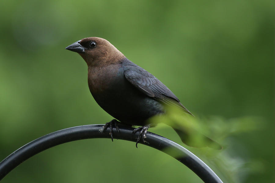 Download Brown-headed Cowbird Photograph by Stamp City