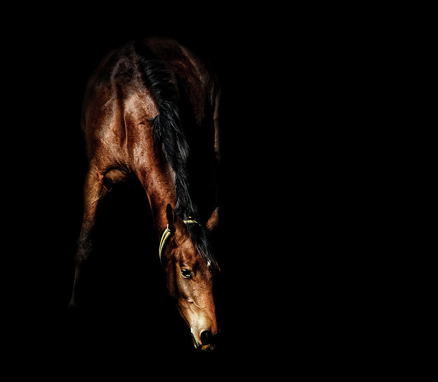 Brown Horse In Shadow Photograph by Kerrick