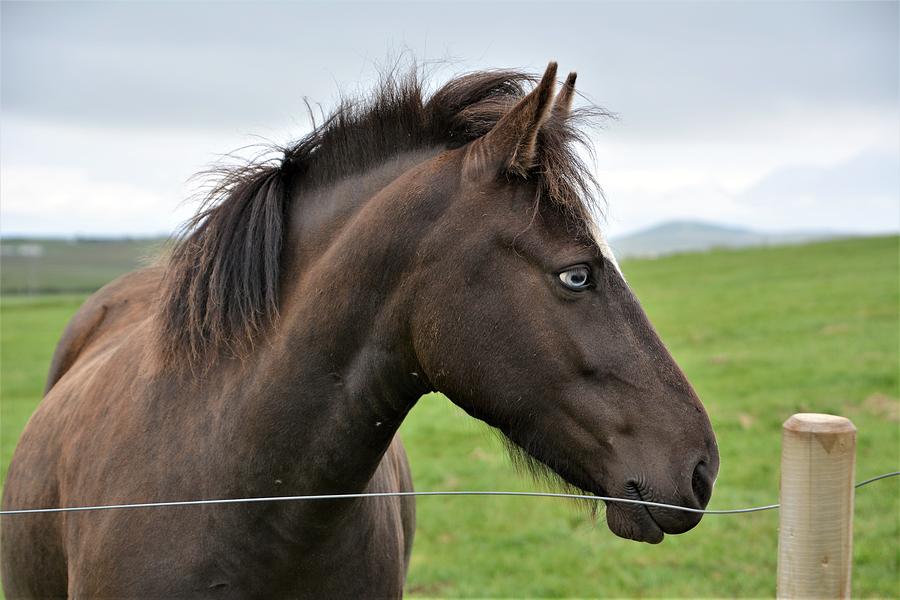 Brown Photograph - Brown Horse by Norman Burnham Brown Photograph - Brown Horse by Norman Burnham