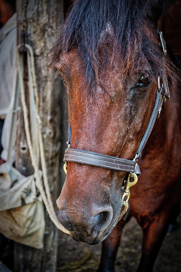 Brown Horse Photograph by Bill Chizek