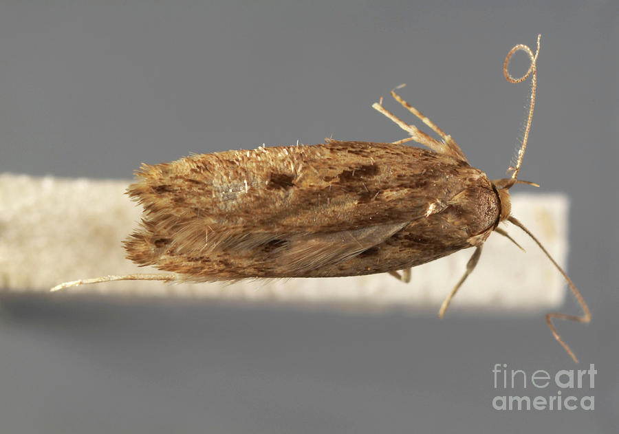 Brown House Moth Photograph by Uk Crown Copyright Courtesy Of Fera/science Photo Library