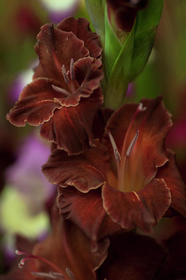 Brown Jewel 1. The Beauty of Gladiolus Photograph by Jenny Rainbow