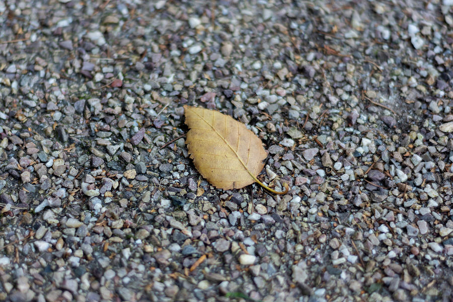Brown leaf on gravel Photograph by Scott Lyons