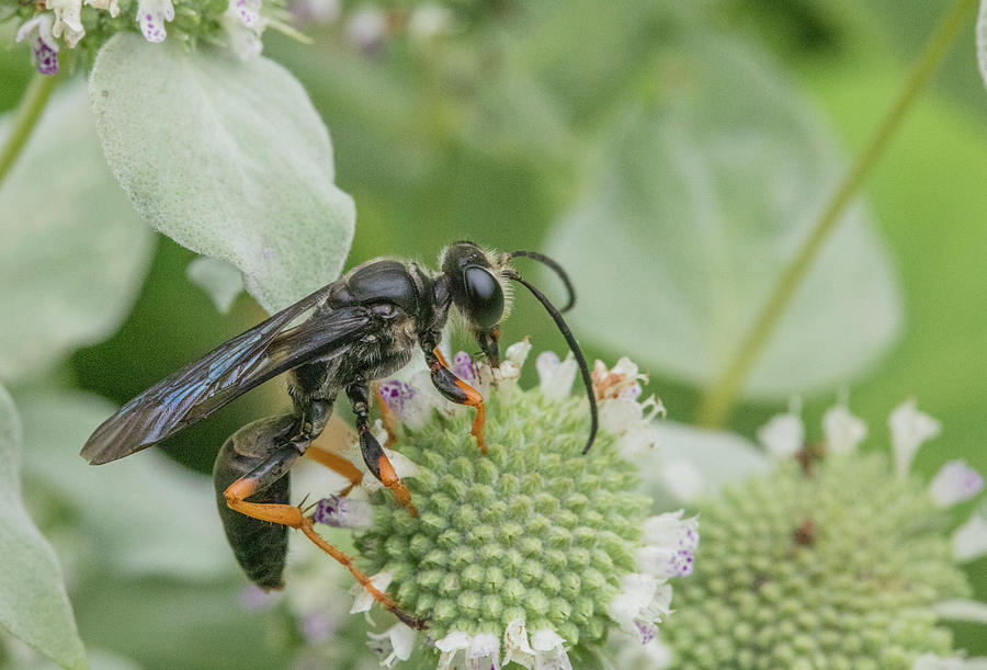 Brown-legged Grass-carrying Wasp Nectaring On Mountain Mint Photograph ...