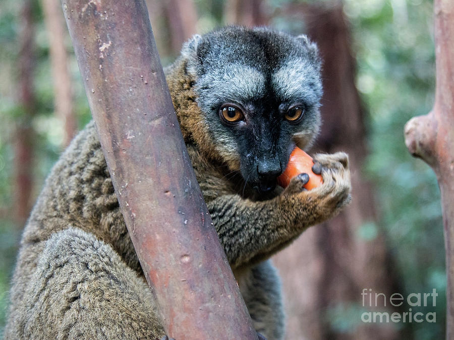 Brown Lemur Photograph by Claudio Maioli