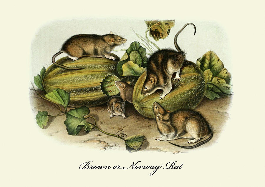 Brown or Norway Rat Painting by John Joseph Audubon