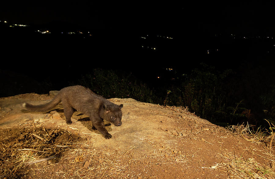 Brown Palm Civet On Hillside, Lights Of Rural Settlements Photograph by ...