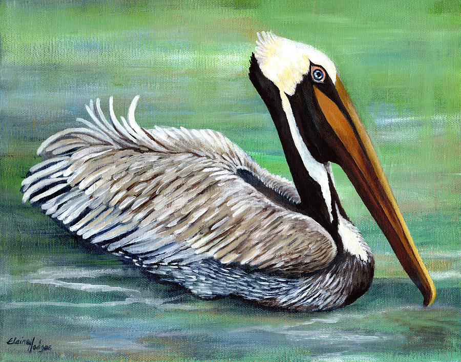 Brown Pelican 1 Painting