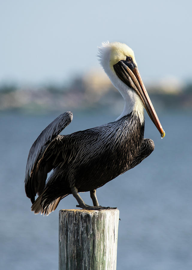 Pelican Photograph - Brown Pelican 11-18 1 by Robert Michaud