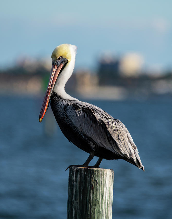 Pelican Photograph - Brown Pelican 11-18 2 by Robert Michaud