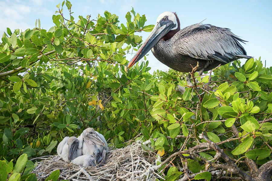 Brown Pelican And Chicks A Nest Photograph by Tui De Roy