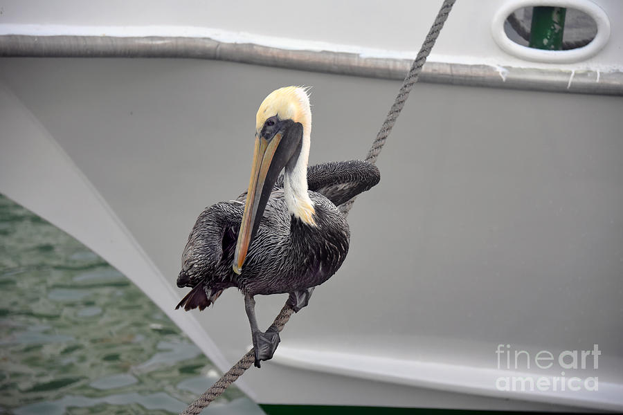 Brown Pelican Balancing on a Rope Photograph by Catherine Sherman