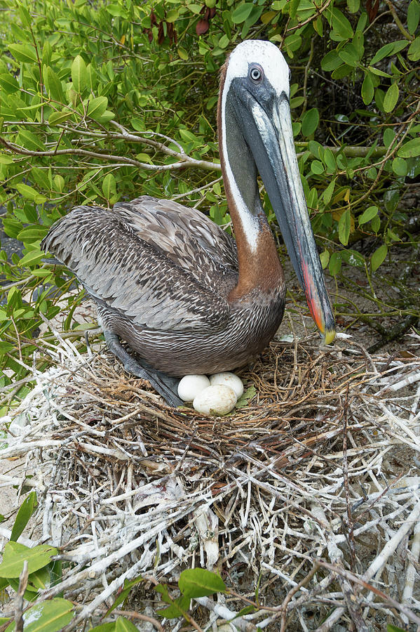 Brown Pelican Brooding Eggs In Nest Photograph by Tui De Roy