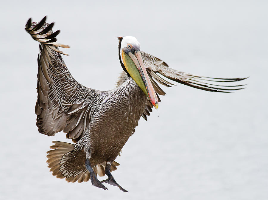 Brown Pelican Photograph by By Davor Desancic