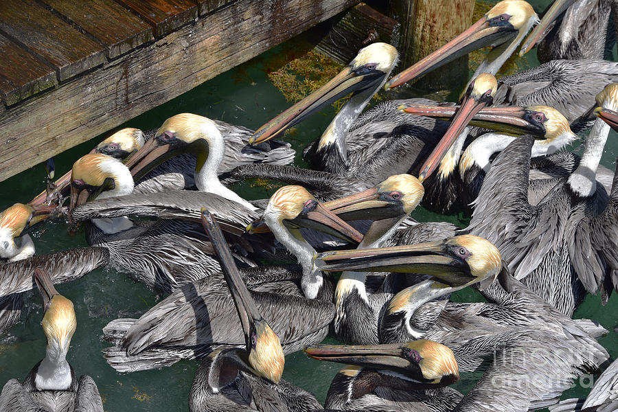 Brown Pelican Crowd Photograph by Catherine Sherman