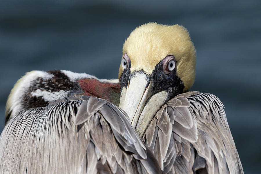 Pelican Photograph - Brown Pelican Portrait #2 by Darrell Gregg