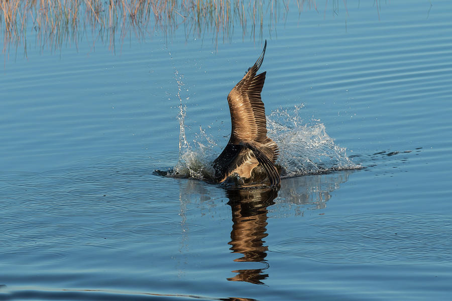 Brown pelican diving or food Photograph by Dan Friend