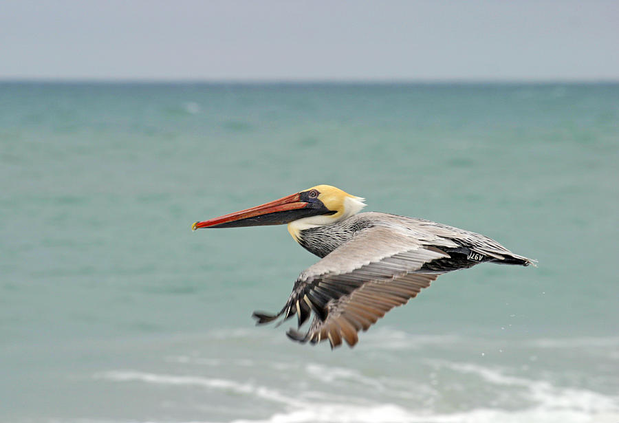 Brown Pelican Flight Photograph by Anthony Jones