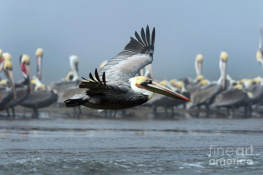 Pelican Photograph - Brown Pelican Flying Over A Beach by Christopher Swann/science Photo Library