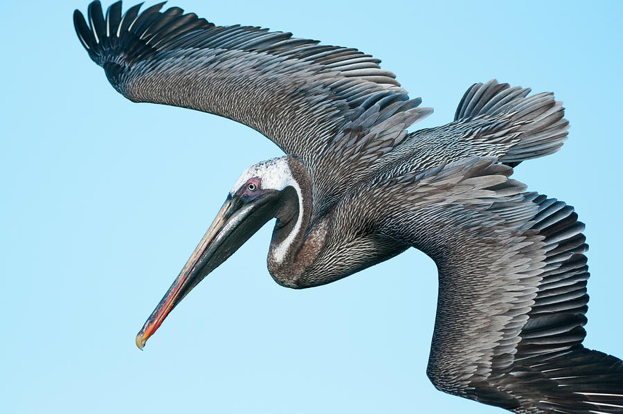 Brown Pelican Flying, Santa Cruz Island Photograph by Tui De Roy
