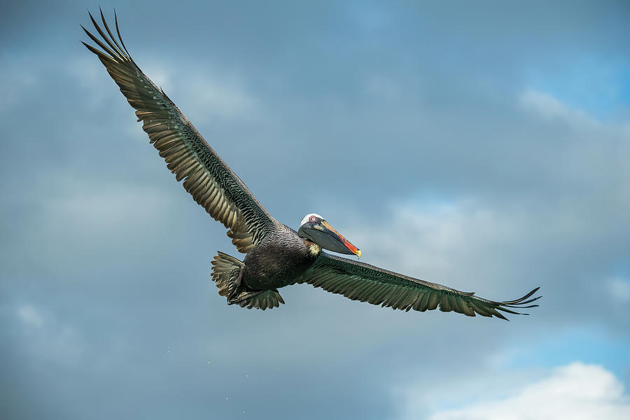 Brown Pelican Flying Photograph by Tui De Roy