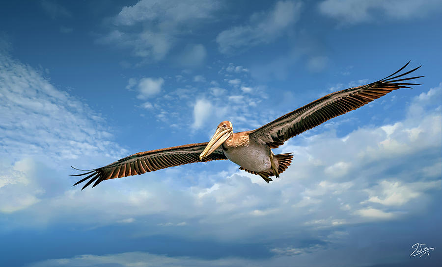 Brown Pelican Four Photograph by Endre Balogh