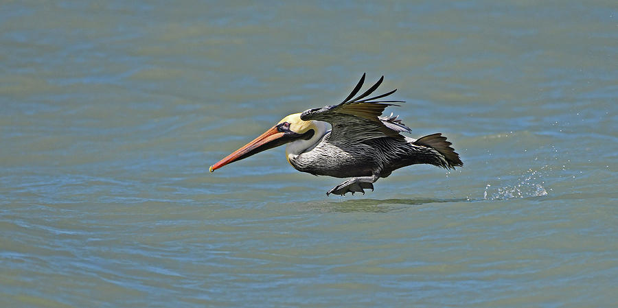 Brown Pelican Gliding Photograph by Ken Stampfer