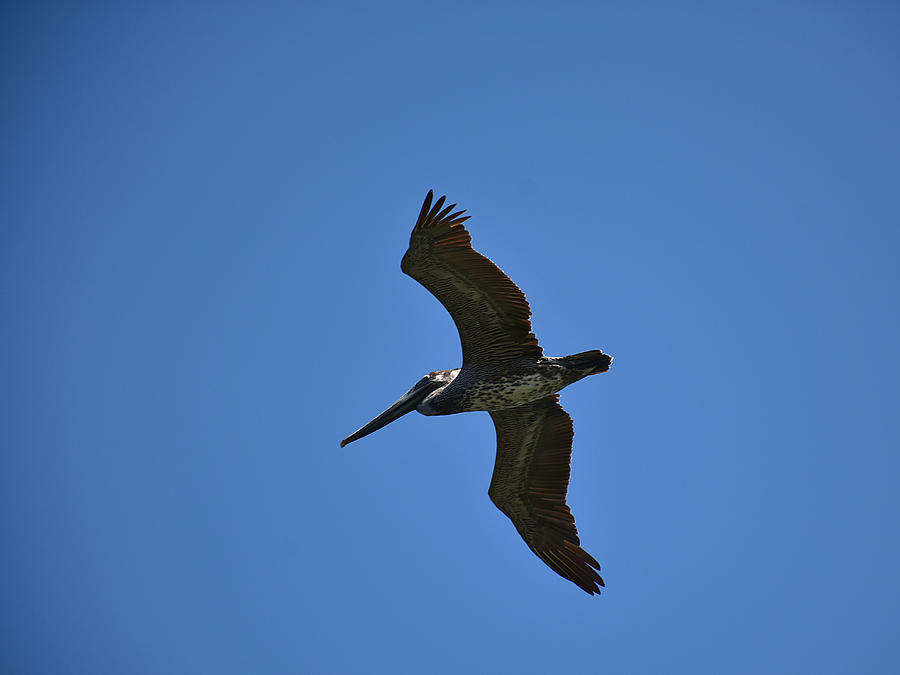 Brown Pelican In Flight 001  Photograph by Christopher Mercer