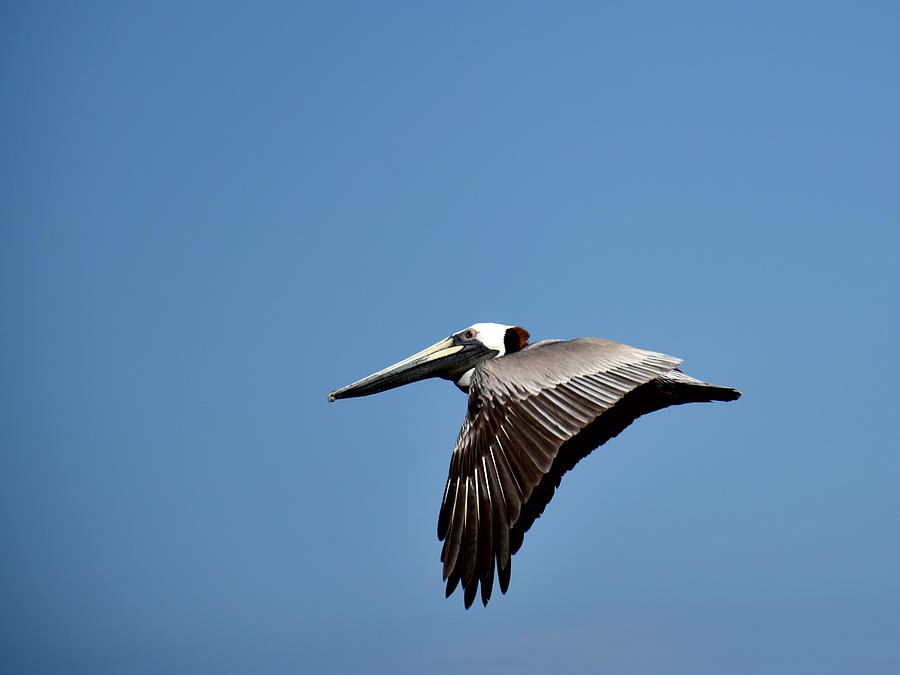 Brown Pelican In Flight  Photograph by Christopher Mercer