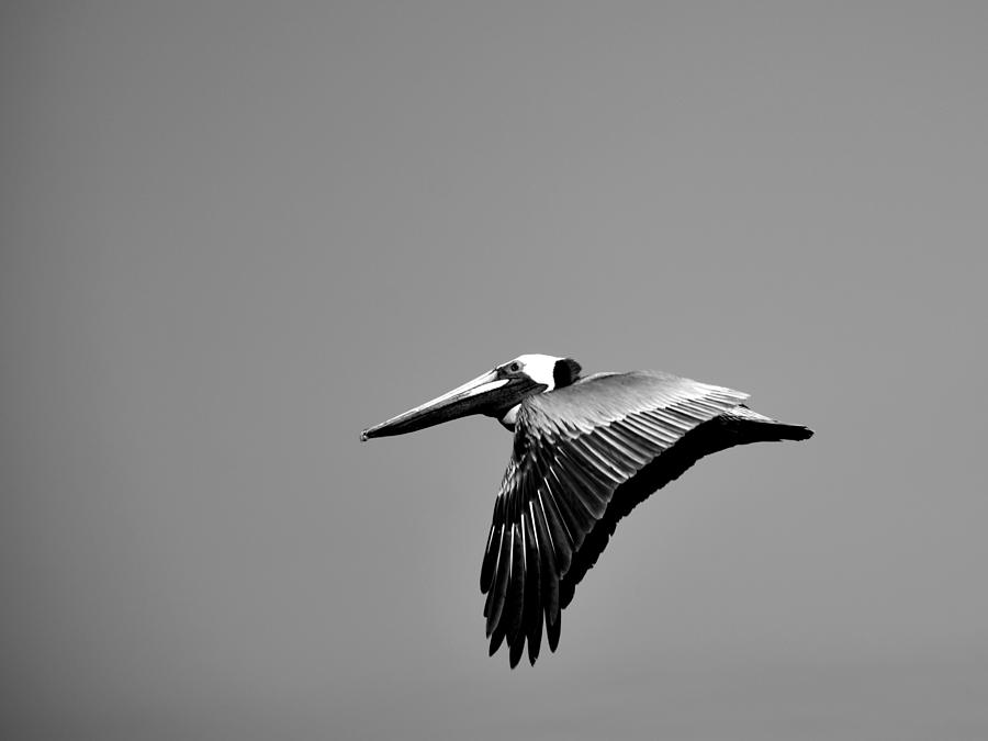 Brown Pelican In Flight In Black And White  Photograph by Christopher Mercer