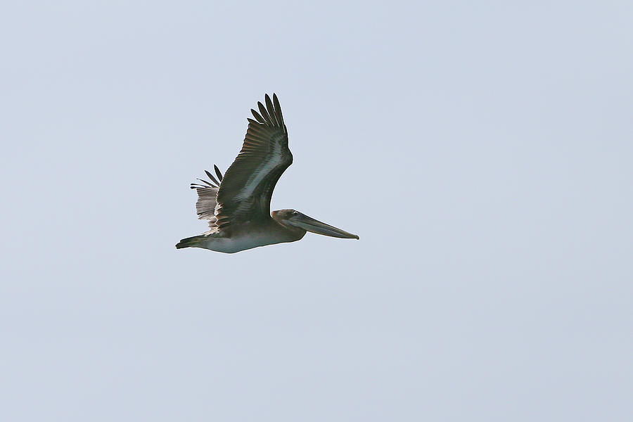 Brown Pelican In Flight Photograph