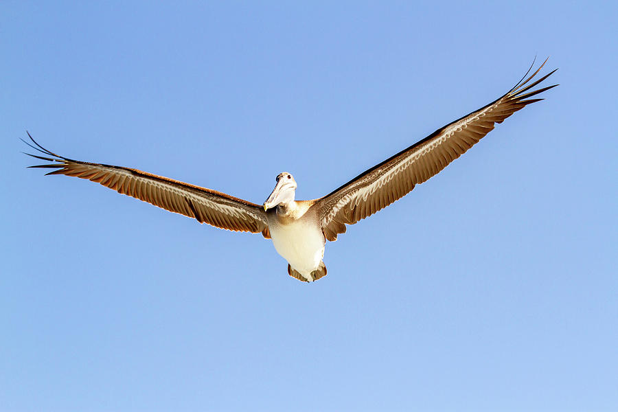Brown Pelican Photograph by Karen Foley
