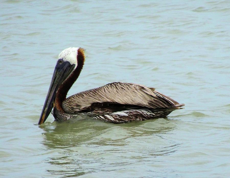 Brown Pelican Photograph by Karen Stansberry