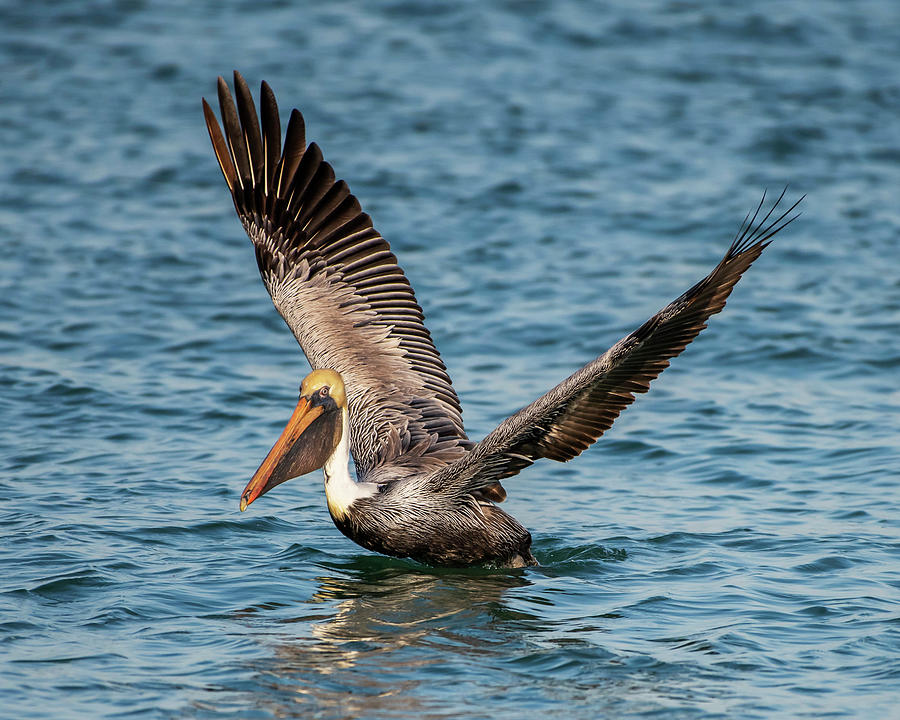 Brown Pelican Photograph by Ken Stampfer