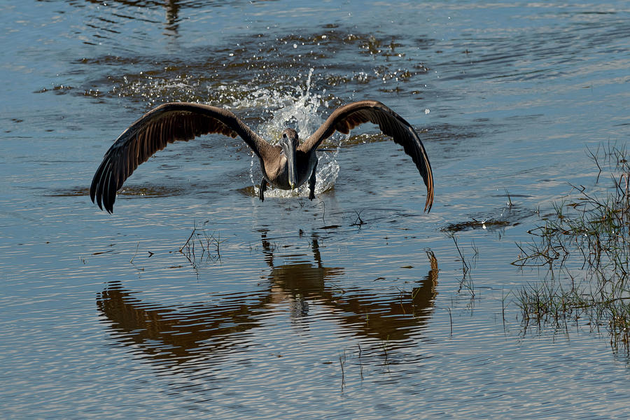 Brown pelican landing and taking off looking for fish Photograph by Dan Friend