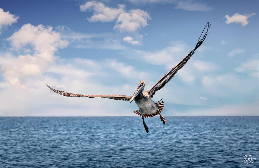 Brown Pelican Number Three Photograph by Endre Balogh