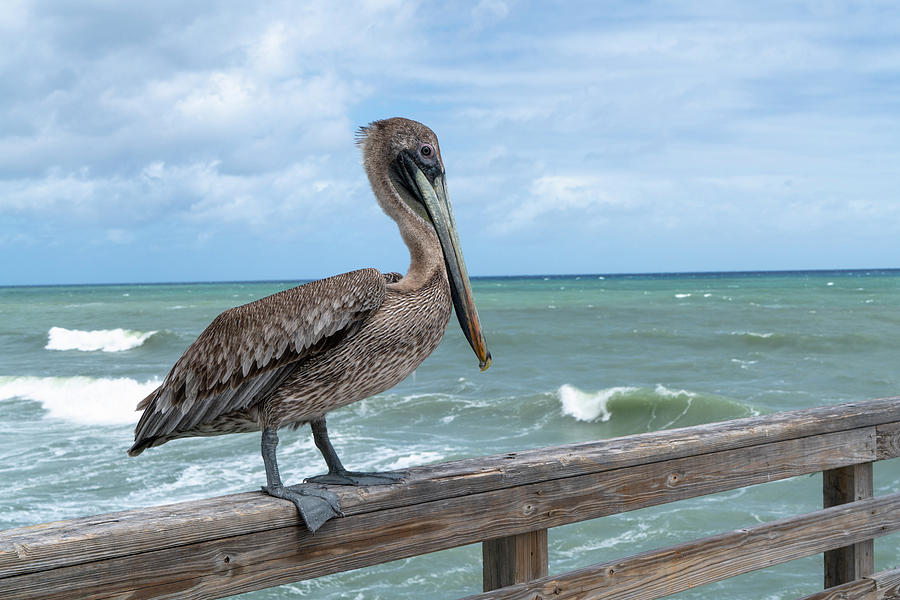 Brown Pelican On Pier Photograph