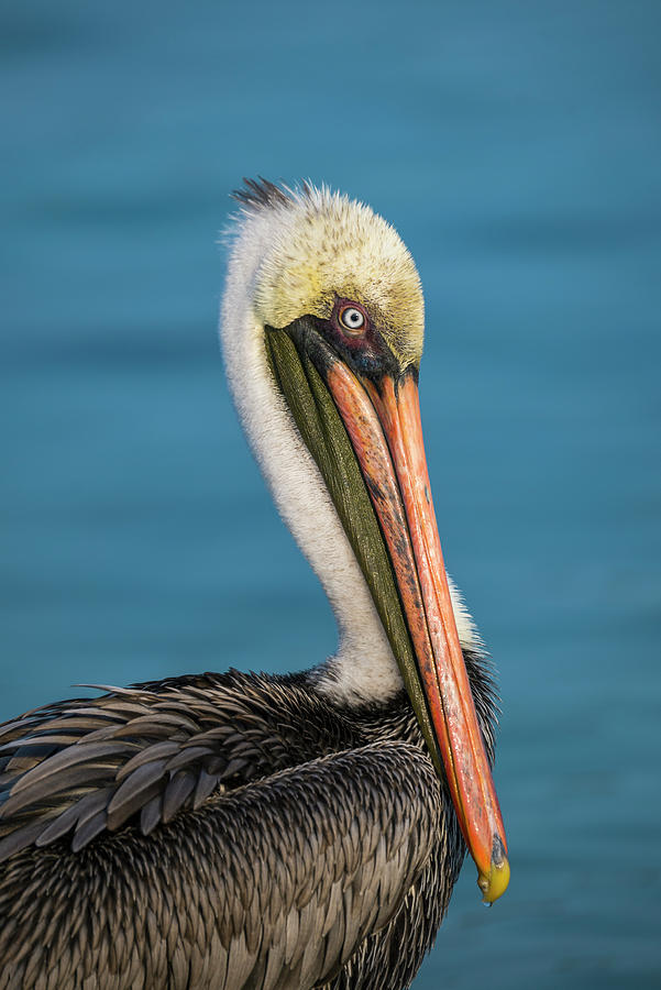 Brown Pelican On Santiago Island Photograph by Tui De Roy