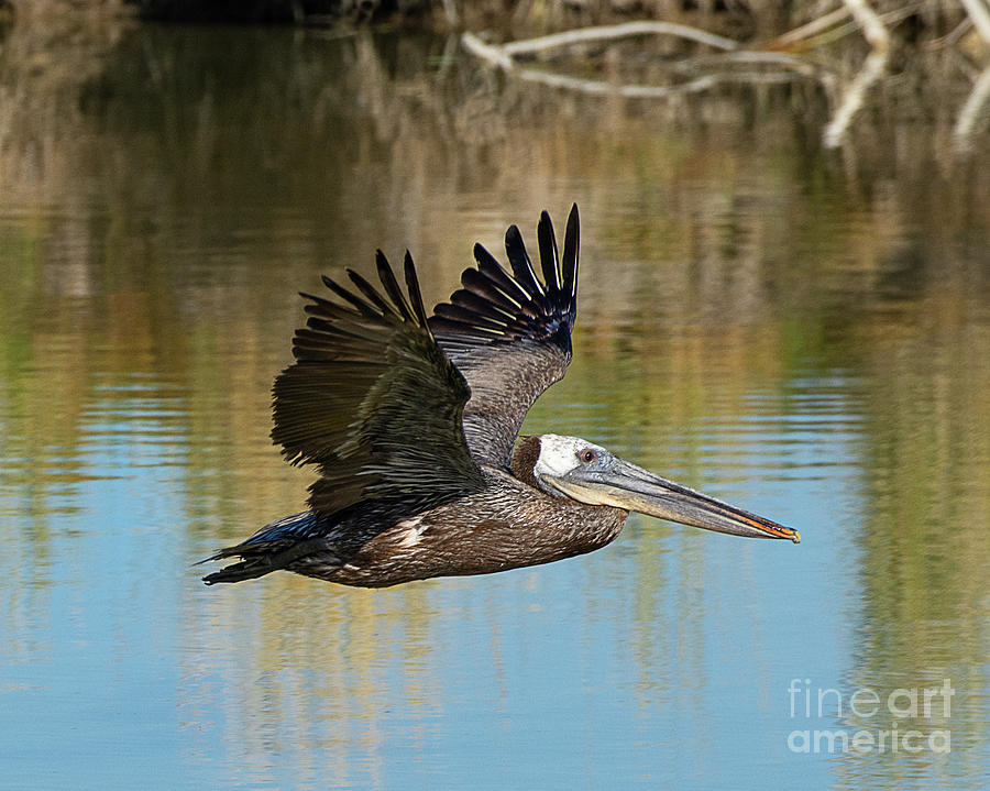 Brown Pelican On The Bear River Photograph