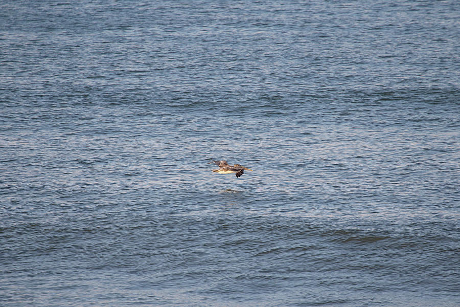 Brown Pelican On The Ocean 3 Photograph