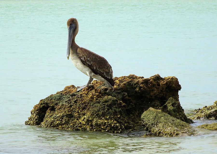 Brown Pelican on the Rocks Photograph by Karen Stansberry