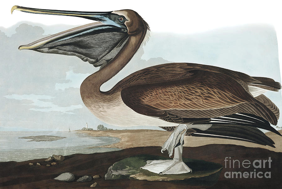 Brown Pelican, Pelecanus Fuscus by Audubon Painting by John James Audubon