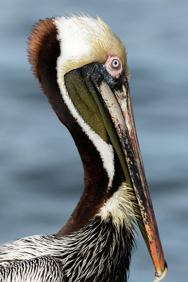 Pelican Photograph - Brown Pelican Portrait by Darrell Gregg