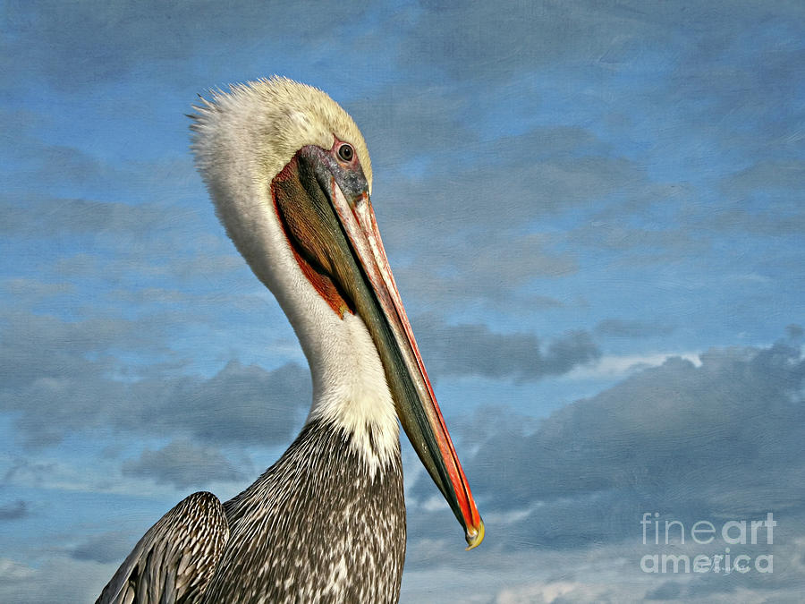Brown Pelican Portrait Photograph by Gabriele Pomykaj
