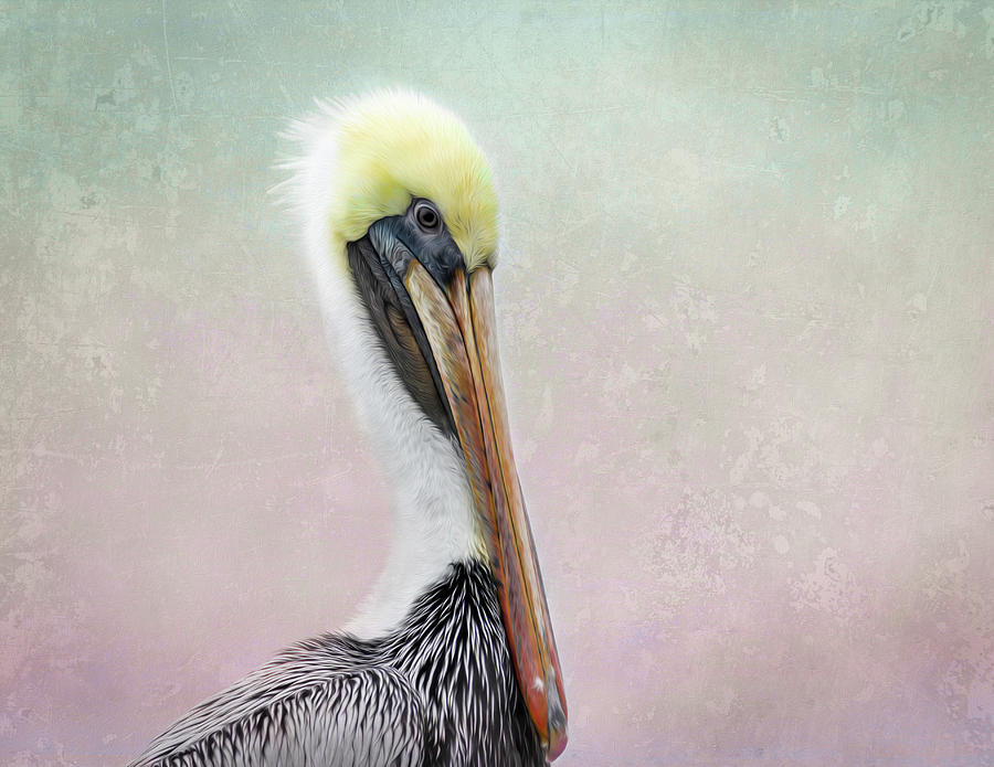 Brown Pelican Portrait - Painterly Photograph by Debra Martz