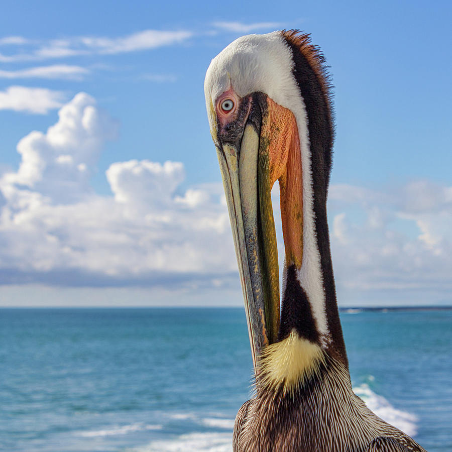 Brown Pelican Photograph - Brown Pelican Portrait by Randy Bayne Brown Pelican Photograph - Brown Pelican Portrait by Randy Bayne