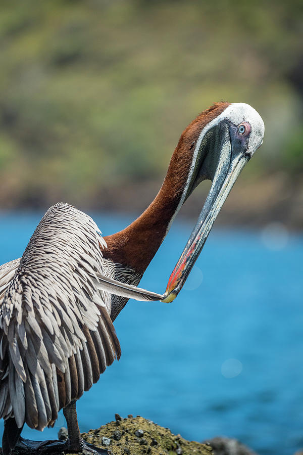 Brown Pelican Preening At Tagus Cove Photograph by Tui De Roy